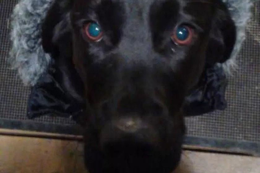 pup