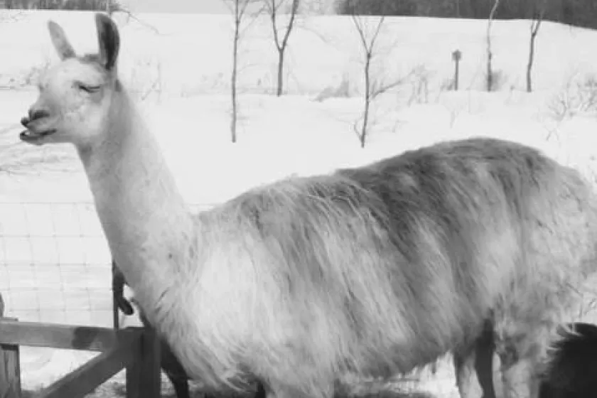 llama