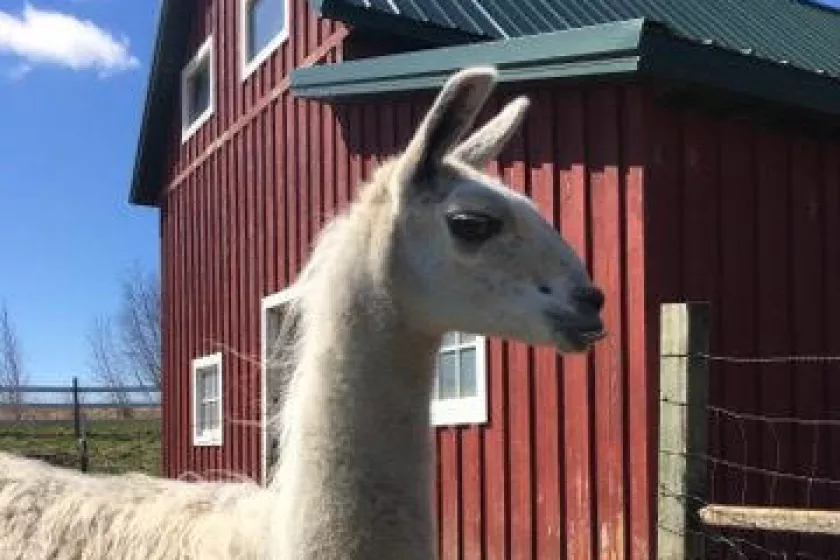 llama