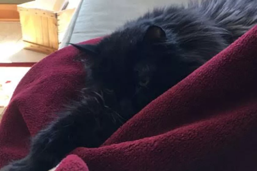 cat