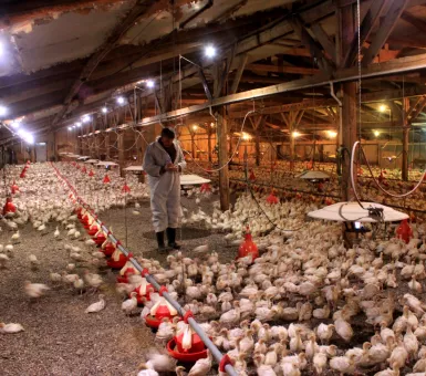 langmo turkey farm