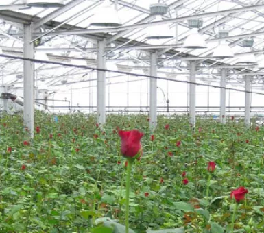 Biomass-powered greenhouse at Len Busch Roses