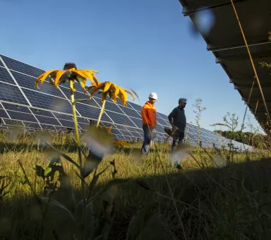 solar for pollinators