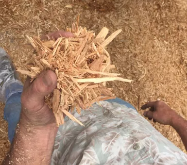 handful of woodchips