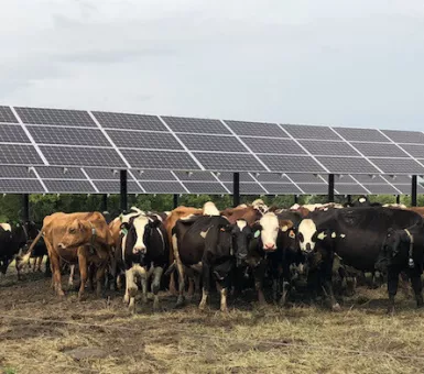 cows under solar panels