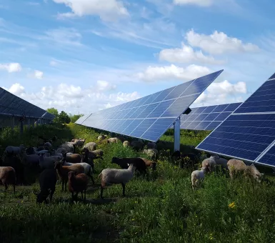 Enel Aurora solar grazing sheep
