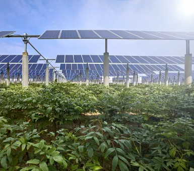 agrivoltaics