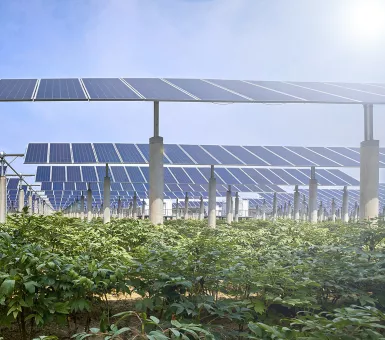 solar panels in a crop field