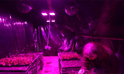 LED Greenhouse lighting used during the study