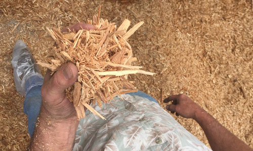 Viking Company owner Bill Koenig of Albany, MN with a handfull of wood chips that will soon be used to heat one of his broiler chicken barns